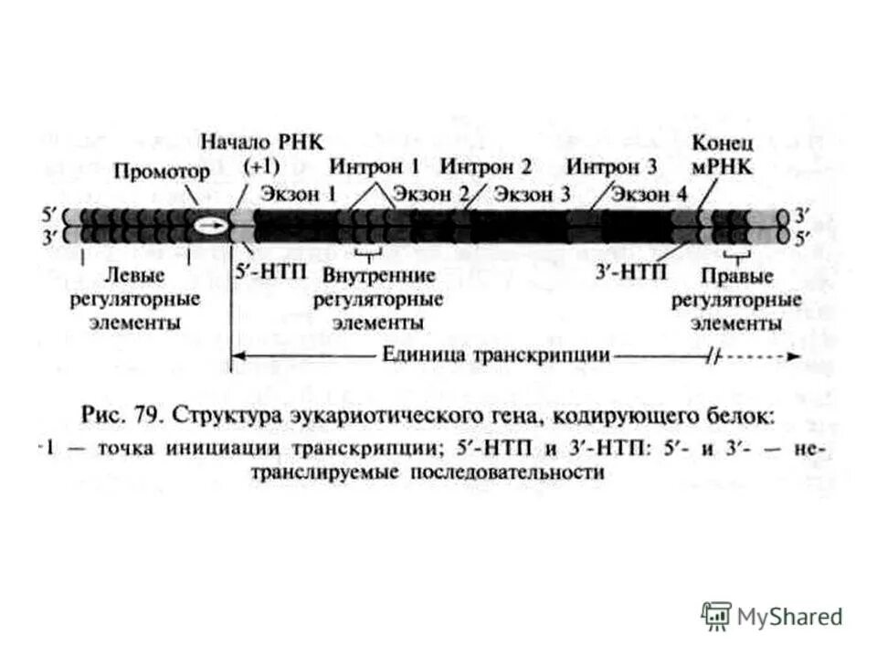 Гены кодирующие рнк