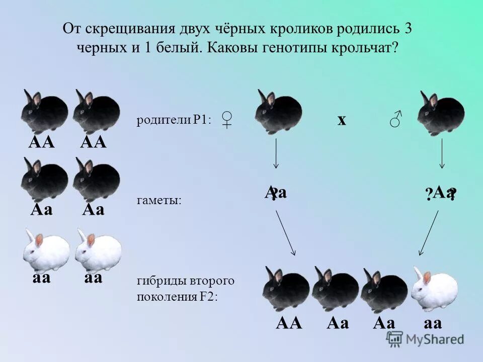 Доминантные признаки мыши