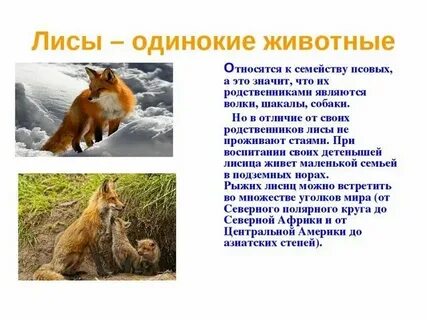 Лиса относится к собакам или кошкам