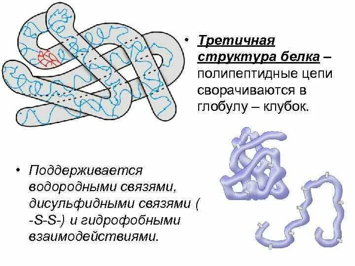 Третичная структура белка данная структура. Троичная структура белка глобула. Третичная структура белка это структура. Глобула это структура белка. Состав третичной структуры белка.