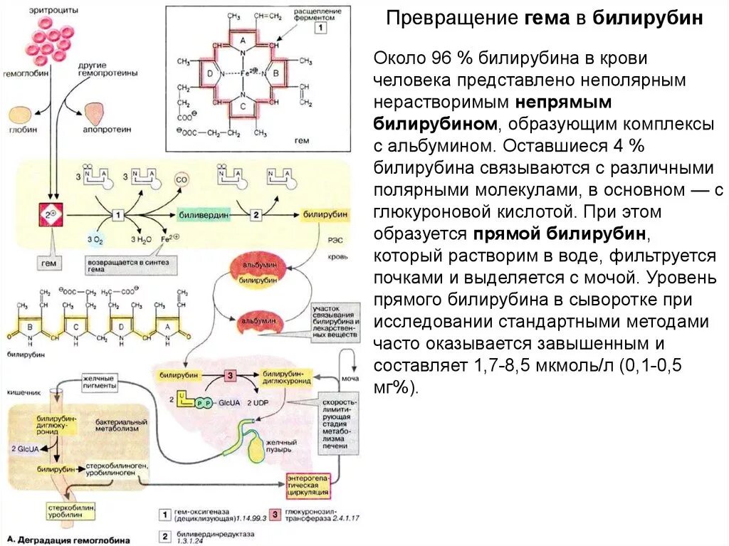 Синтез белков крови в печени. Схема распада гемоглобина биохимия. Образование билирубина схема реакции. Схема образования билирубина биохимия. Распад билирубина схема.