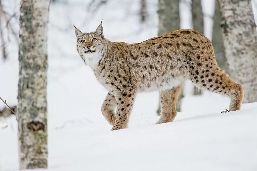 злая рысь. дикие кошки. бархатная рысь. обыкновенная рысь злая. злая рысь.