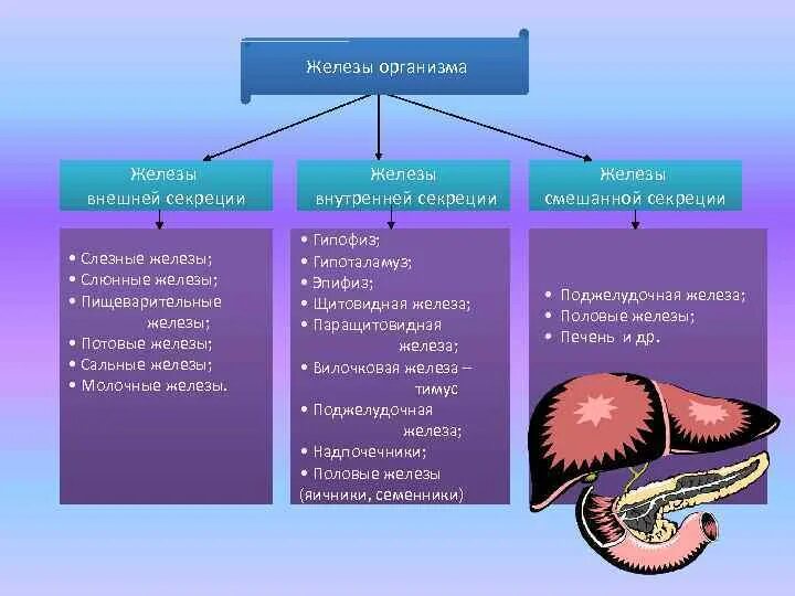 Печень смешанная железа. 1) Внешней секреции 2) внутренней секреции. Железы внешней секреции гипофиз. Железы организма железы внешней секреции. Железы внутренней и внешней секреции печень.