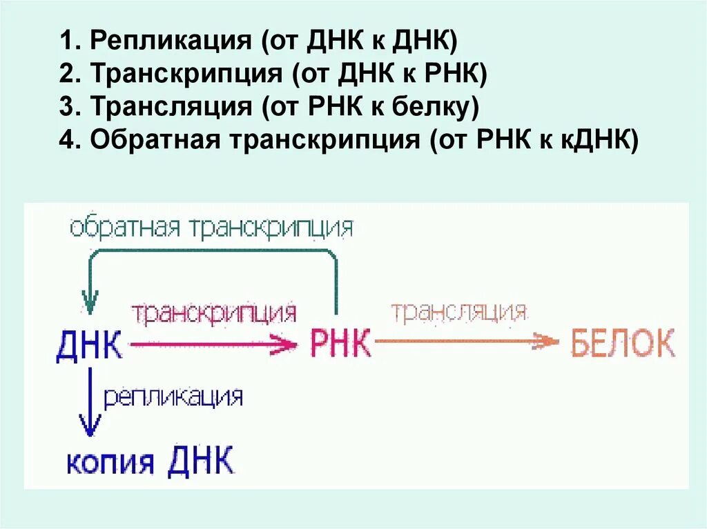 Транскрипция трансляция репликация белка. Транскрипция и трансляция ДНК И РНК. Процесс синтеза ДНК транскрипция редупликация трансляция репарация. Транскрипция ДНК схема процесса. Днк участвует в биосинтезе рнк