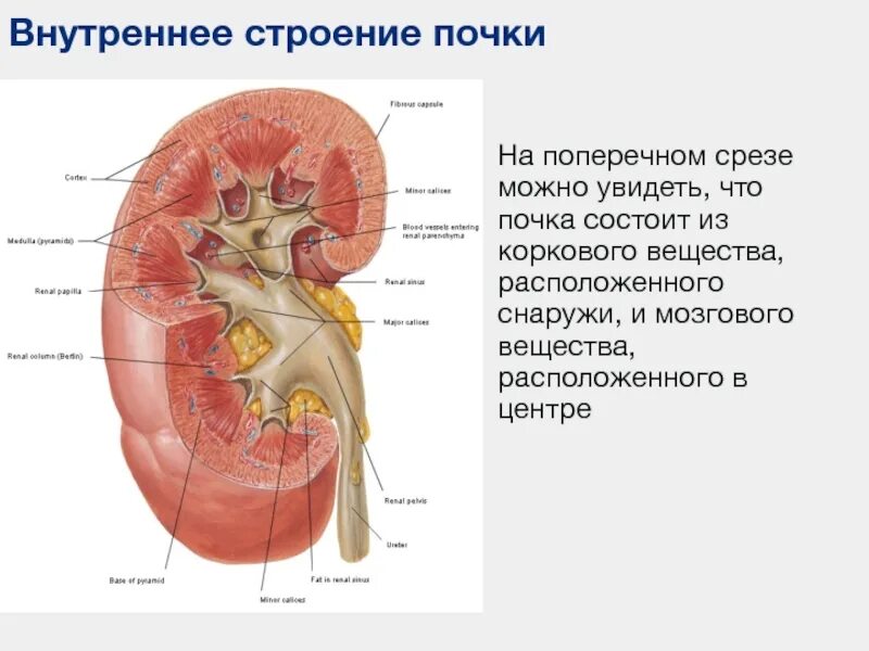 Внутреннее строение почки человека. Строение почки на поперечном срезе. внутреннее строение почки анатомия. строение почки на срезе. внутреннее строение почки схема.
