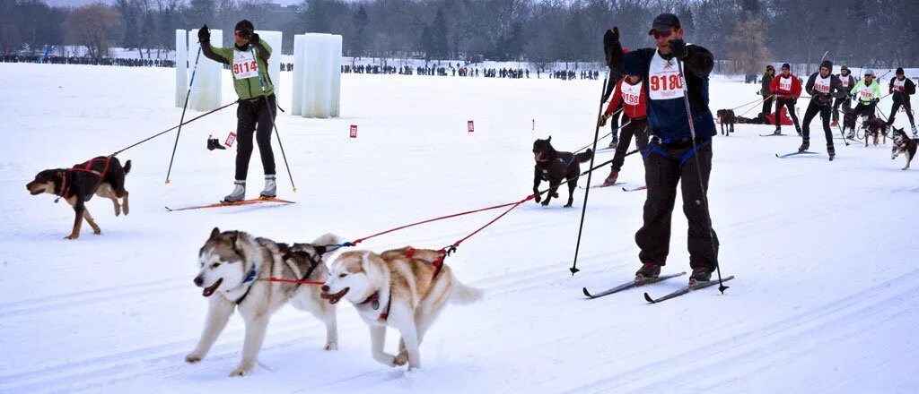 Скиджоринг на лошадях. Skijoring is a winter sport where. Skijoring is a winter sport where. Skijoring is a winter sport where. Скийоринг.