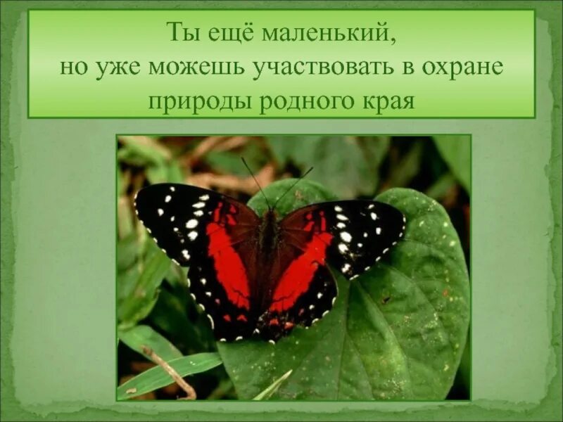 Охрана природы 4 класс. Охрана природы родного края. Охрана природы в нашем крае. Проект охрана природы в нашем крае. Проект охрана родного края-.