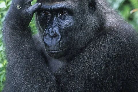 Gorilla berry blast