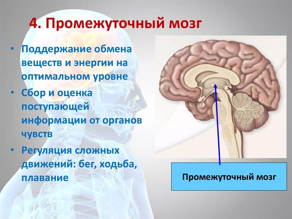 Промежуточный мозг. Рефлексы промежуточного мозга. Рефлексы промежуточного мозга человека. Промежуточный мозг рефлексы головного мозга.