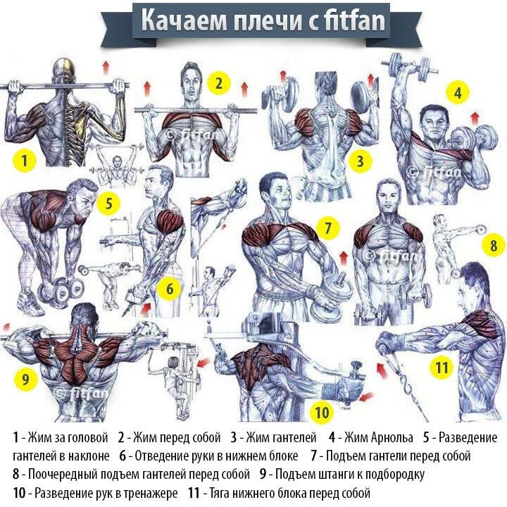 Программа штанга гантели. Упражнения для дельтовидных мышц в тренажерном зале для мужчин. Упражнения на мышцы плечевого пояса в тренажерном зале. Упражнения для прокачки мышц плеча. Программа тренировок на плечи в тренажерном зале для мужчин.