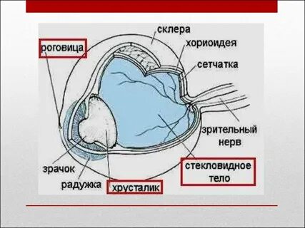 Хориоидея