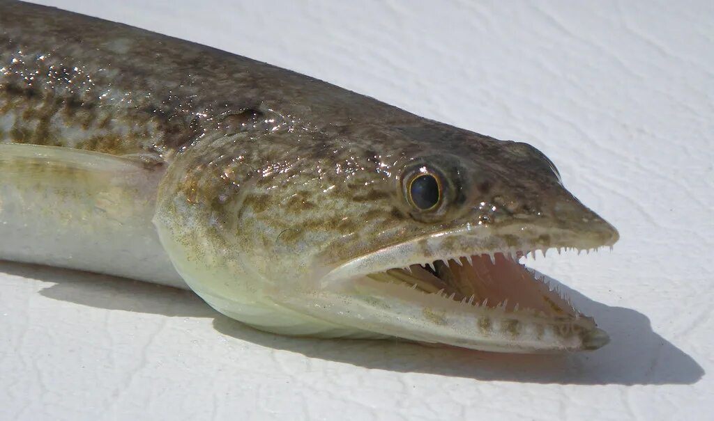 Glossary fishIDER