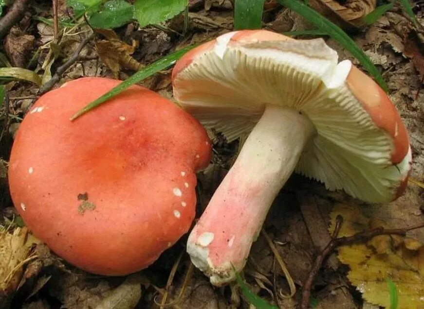 Гриб сыроежка розовый. Сыроежка розовая Russula rosea. Сыроежка жгучеедкая. Сыроежка рвотная жгучеедкая. Сыроежка ломкая.