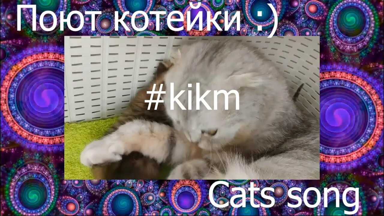 Кэтс песня. Cat Song. Песня Cat Kerekat. Песня с котами Кошин.