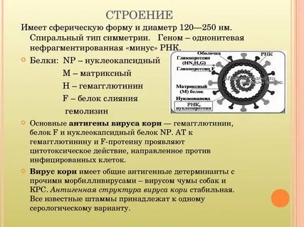 Возбудитель кори тест