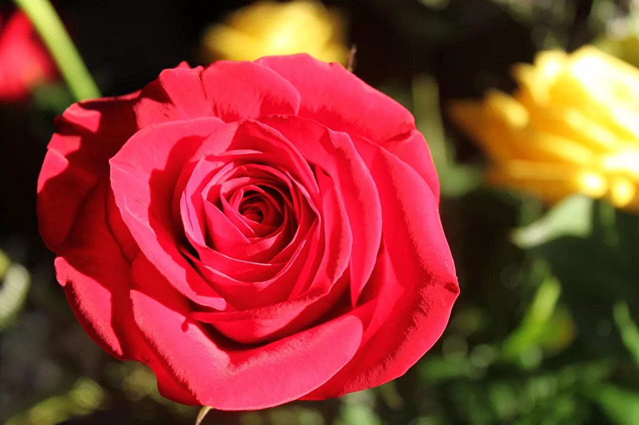 Rose rose talk. Rose rose talk. Блэк пинк розэ 2023. Rose rose talk. Блэк пинк розэ 2023.