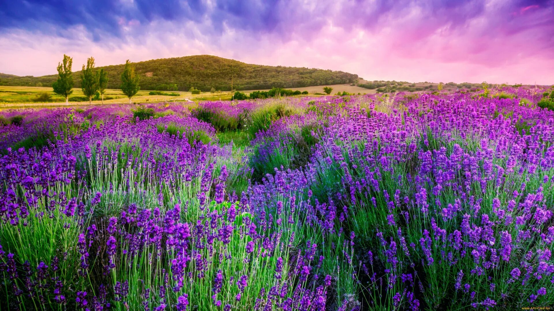 Flower nature. Лавандовые Луга Франция. Лавандовое поле. Прованс. Лавандовые поля в Венгрии. Поля лаванды в Краснодарском крае.