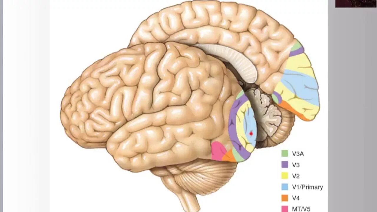 Зона v1 зрительной коры. Зона v4 головной мозг.
