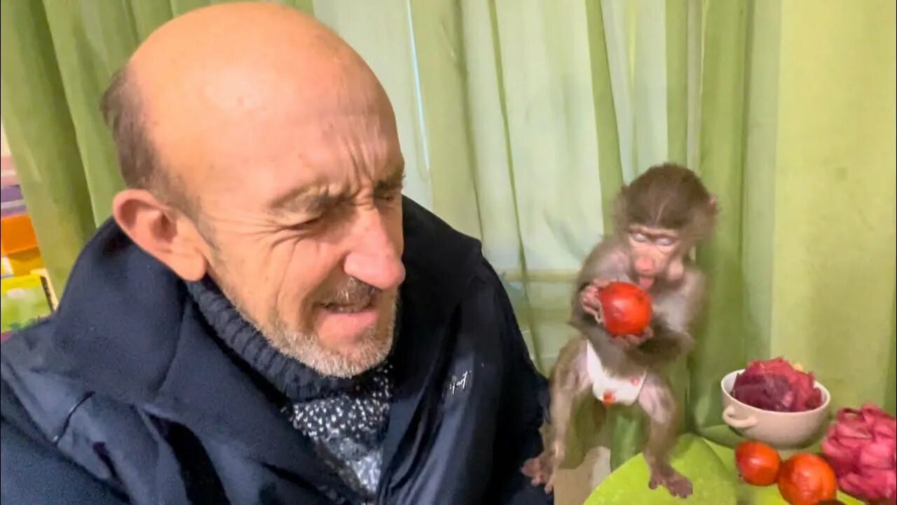 Гамадрил люська и компания блог на ютубе