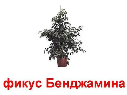 Группа фикуса
