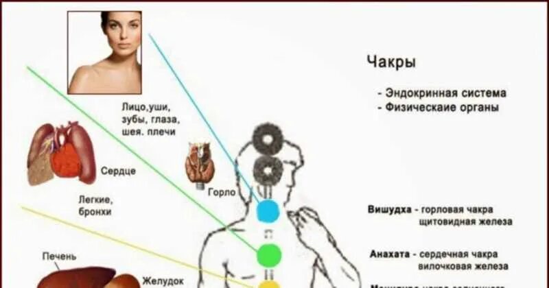 Энергетические тела человека. Вилочковая железа эзотерика. Чакры и железы внутренней секреции. Чакры и желез внутренней секреции. Энергетические центры человека схема расположения.