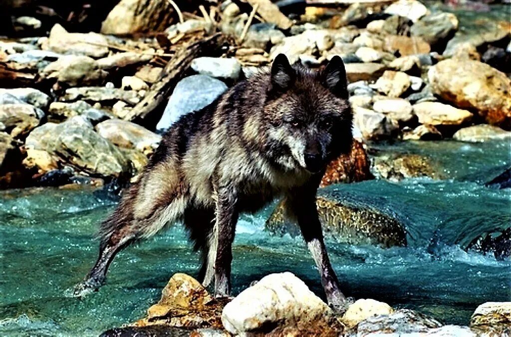Таёжный волк. Кавказский заповедник волк. Волк Алтайского заповедника. Волки горного Алтая. Водятся ли волки