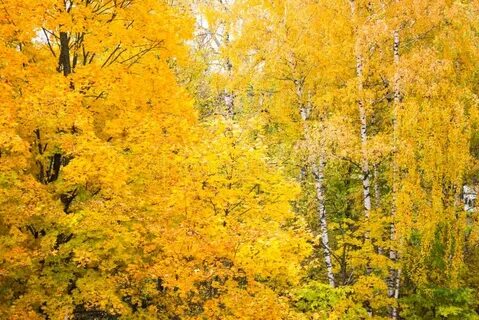 Осень красит золотом рощи и леса