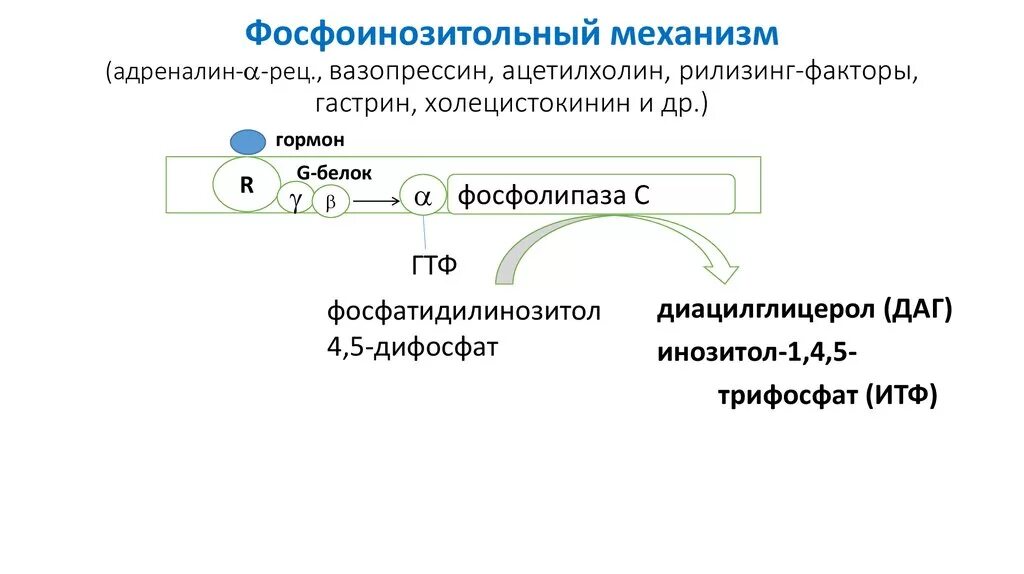 Адреналин вазопрессин. Адреналин и вазопрессин. Гормоны регулирующие реабсорбцию воды. Регулирование сосудистого тонуса. Адреналин вазопрессин.