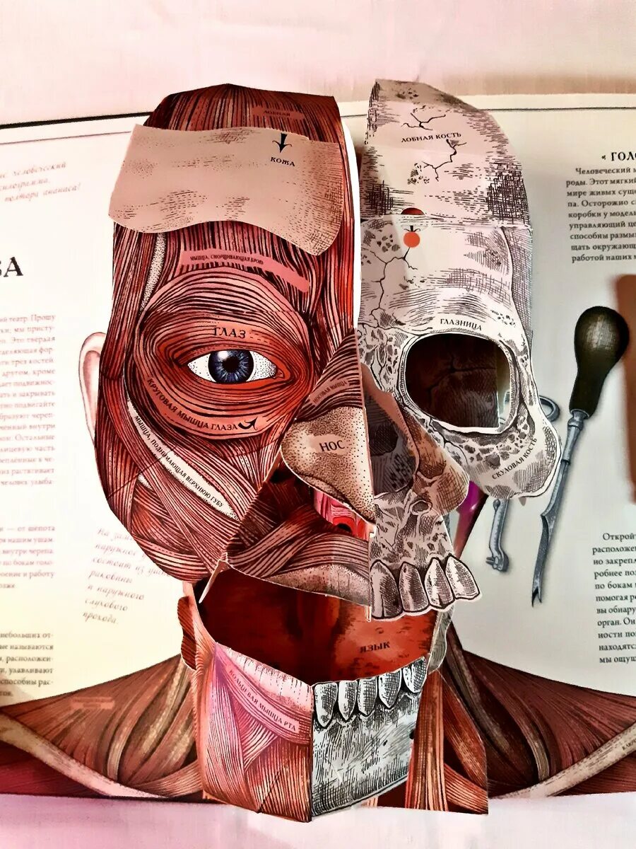 Ричард уолкер тело человека интерактивная. Интерактивная книга. Тело человека интерактивная книга-панорама. Тело человека интерактивная книга. Интерактивная игровая папка отзывы.