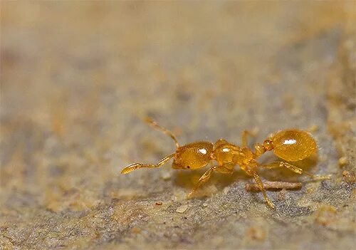 Муравьи lasius flavus. Маленькие желтые муравьи. Фараоновые муравьи гнездо. Рыжий фараоновый муравей. Лазиус флавус матка.