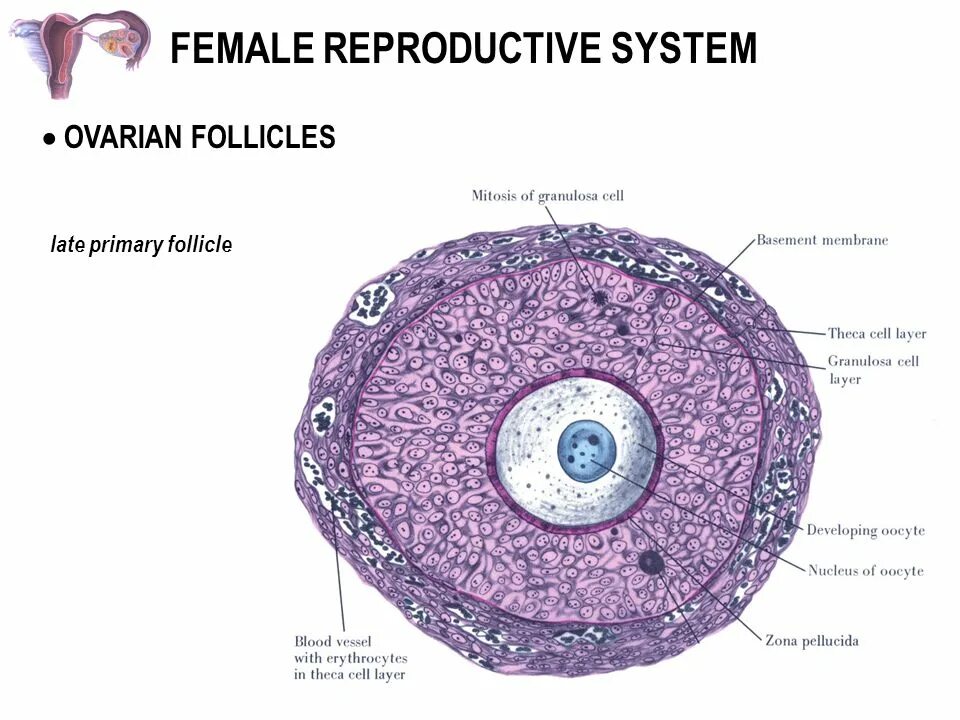 Женская половая система половые клетки. Строение репродуктивной системы человека. Строение женской репродуктивной системы. Анатомия и физиология репродуктивной системы. Репродуктивная система схема.