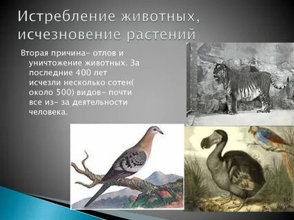 Проект исчезнувшие животные