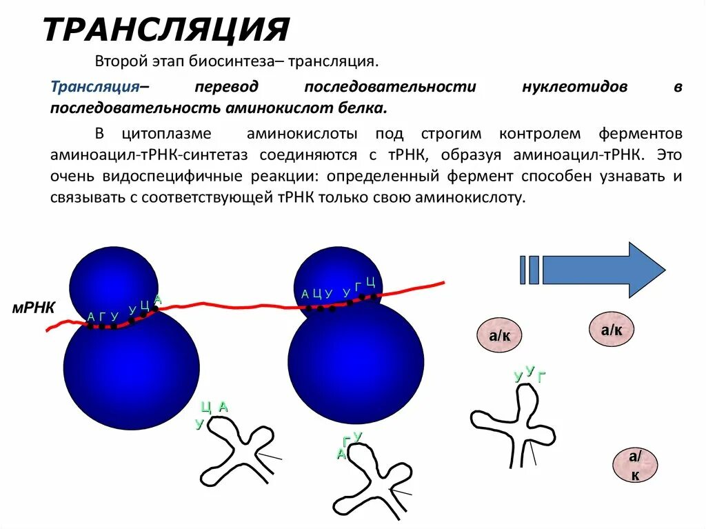 Этапы трансляции биосинтеза. Трансляция процесс синтеза белка. Этапы биосинтеза белка 10 класс. Трансляция в процессе биосинтеза белка обеспечивает. Этапы трансляции биосинтеза белка.