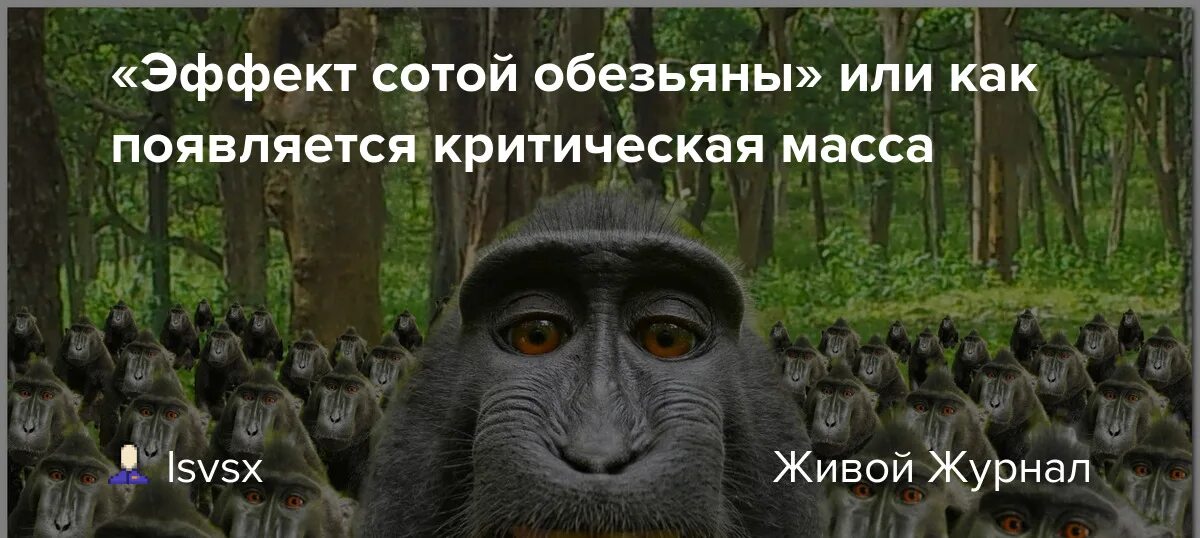 Эксперимент эффект сотой обезьяны. Много обезьян. Тайваньская макака. Японские макаки зимой. Обезьяны макаки.