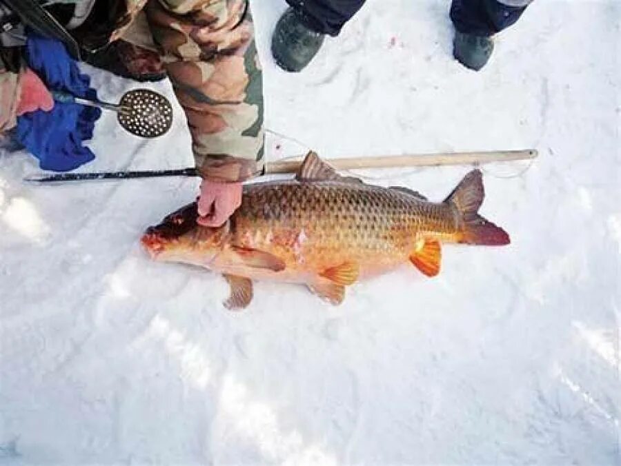 Рыбалка на сазана зимой. Зимние снасти. Рыбалка на карася зимой. Зимняя рыбалка на сазана. Ловят ли зимой.