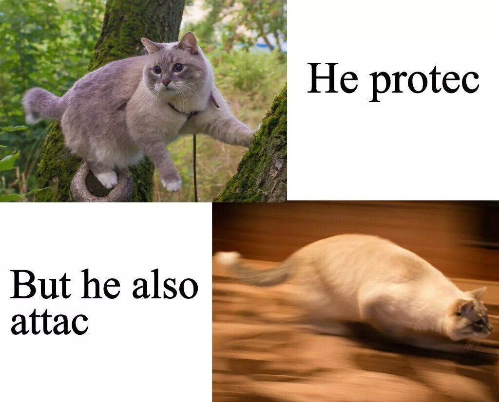 He attac he Protec. He Protec but he also attac. He Protec he Attack Мем. He Protec he Attack but most importantly. Also protects