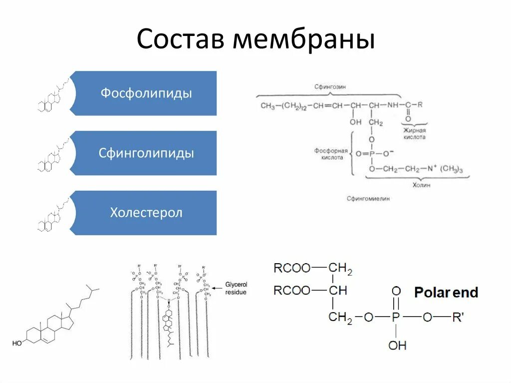 Липиды цитоплазматической мембраны. Биологическая мембрана состоит из а белков и липидов. Химия клетки. Состоят из белков и фосфолипидов. Строение фосфолипидов формула.