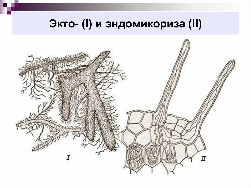 Образует микоризу с корнями деревьев