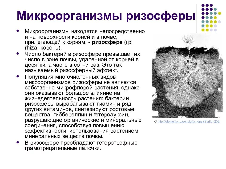 Значение почвенных бактерий. Ризосферные бактерии. Микроорганизмы ризосферы. Ризосферная микрофлора. Микрофлора ризосферы.