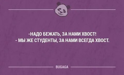 Студенческий хвост