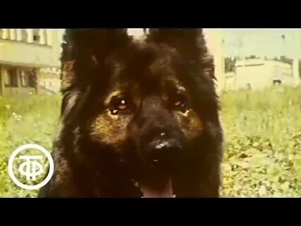 Маска 10 выпуск щенок