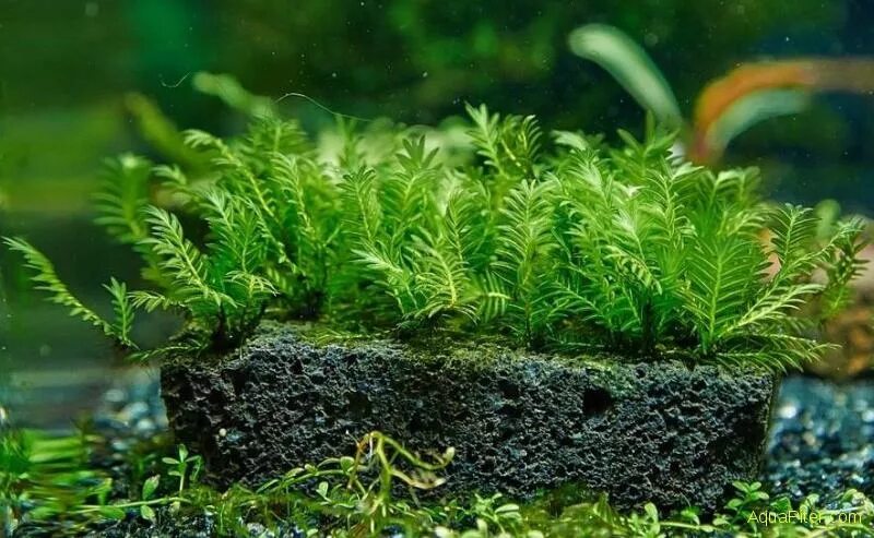 Почему в аквариуме мох. Риччия аквариумное растение. Риччия амано. Мох суматранский. Почему в аквариуме мох.