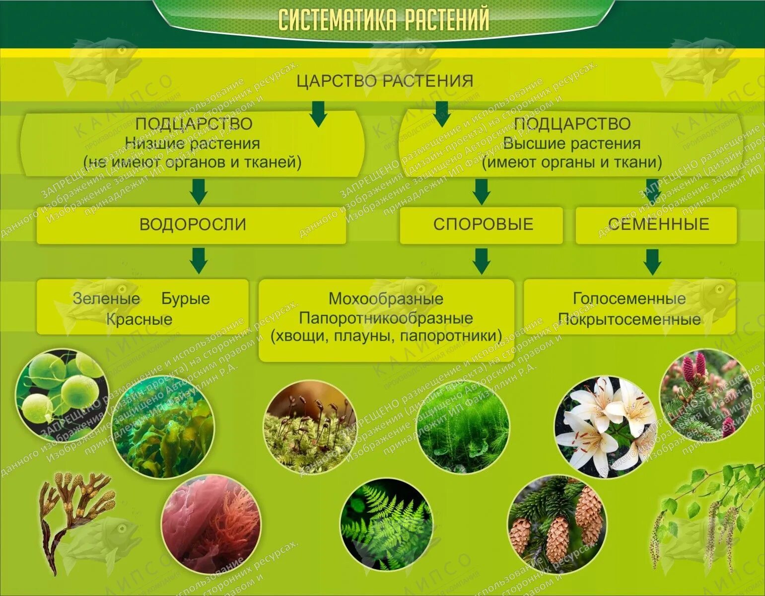 Из предложенного списка выберите низшие растения. Систематическая таблица растений по биологии. Стенды по биологии в кабинет биологии систематика растений. Систематика растений царство растений. Стенды для кабинета биологии.