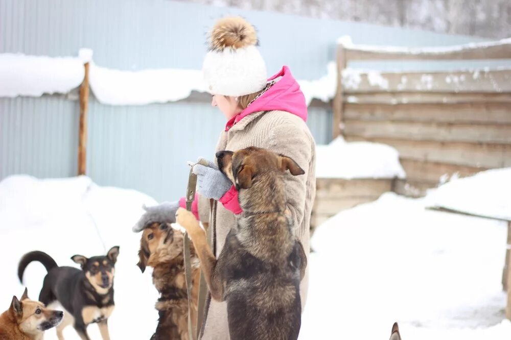 Первоуральский приют для бездомных животных. Первоуральск приют для бездомных собак. Общество защиты животных первоуральск. Первоуральск приют для бездомных собак. Первоуральский приют для собак.