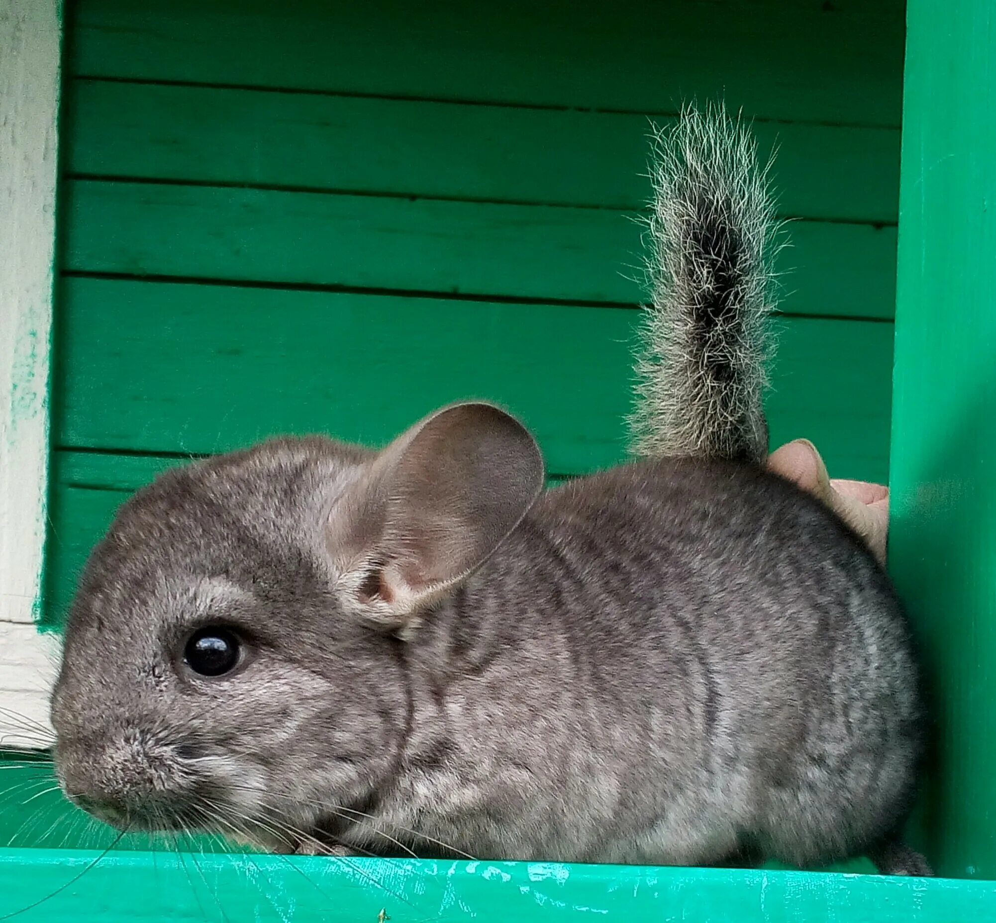 шиншилла белая. шиншилла серая. шиншилла серый стандарт. длиннохвостая шиншилла. шиншилла короткохвостая серая.