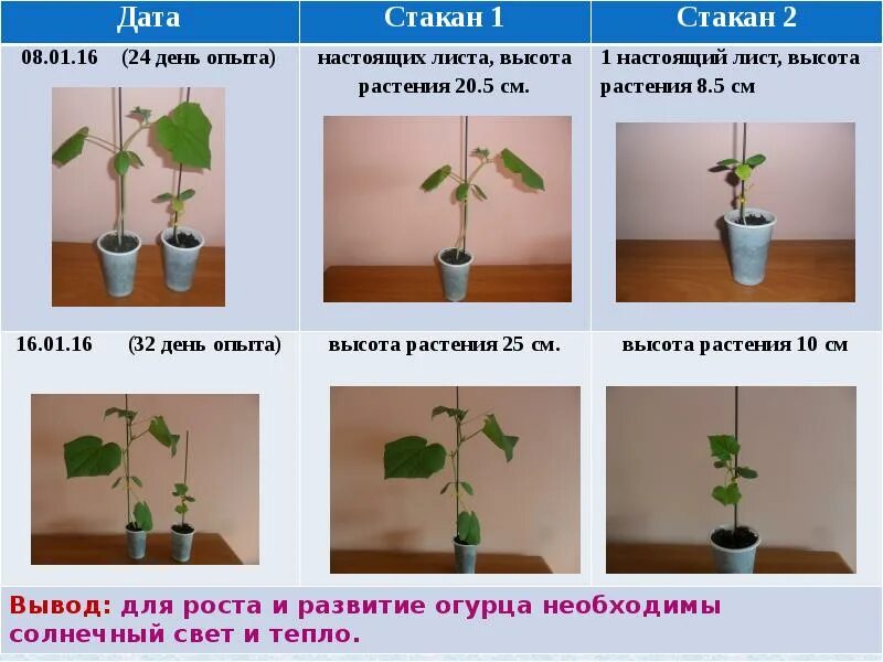 Влияние света на растения. Влияние света на рост растений. Опыт влияние света на рост растений. Опыт влияние света на растение.