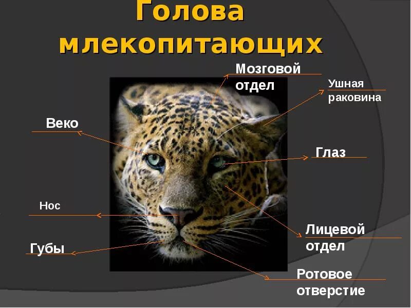 Туловище млекопитающего