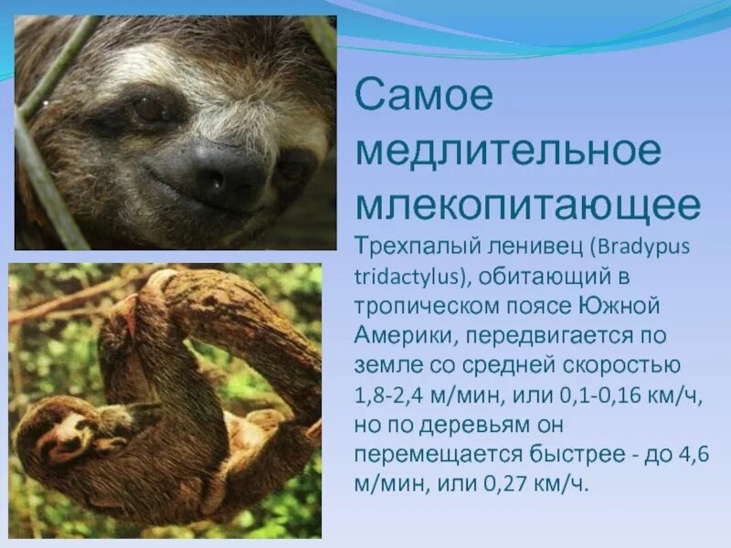 Где обитает ленивец на каком материке. Ленивец презентация. Ленивец интересные факты. Ленивец Южной Америки. Ленивец доклад.