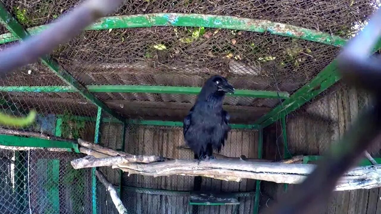 Ворона жила в ларьке. Ворона в зоопарке. Вороны в Московском зоопарке. Гигантская ворона в зоопарке. Ворон зоопарк Прага.