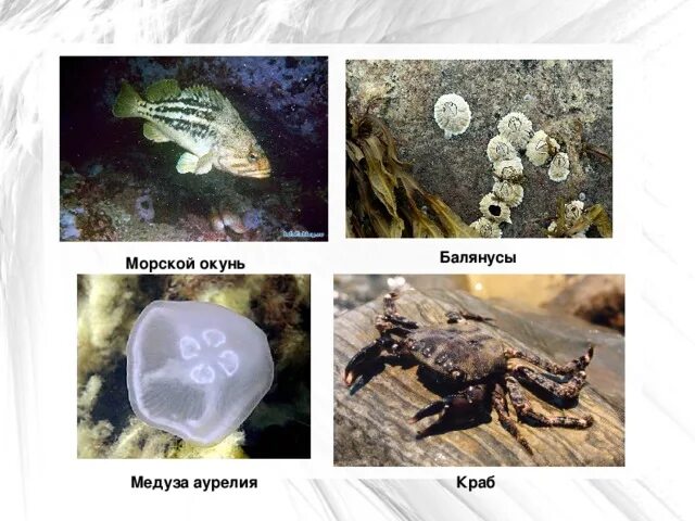 Растения и животные черного моря 4 класс. Флора и фауна черного моря. фауна черного моря презентация. флора и фауна черного моря презентация. море флора и фауна черного моря.